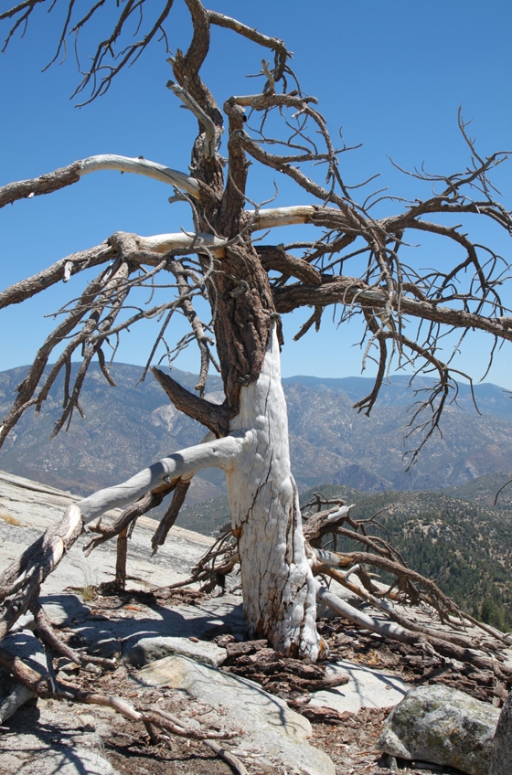 Sequoia National Forest